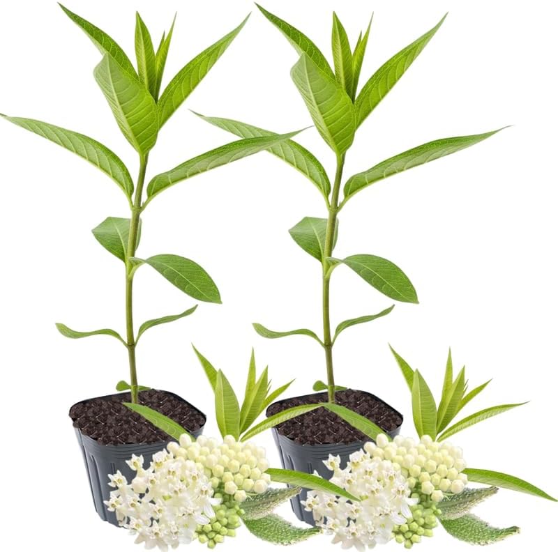 2 White Butterfly Milkweed Plants Live, Asclepias Tuberosa Tropical Flowers - Image 7