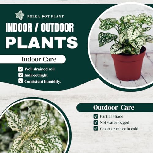 Polka Dot Plant (4-Pack) - Live Houseplants, Small Indoor Plants, Hypoestes White- Colorful, Air-Purifying House Plants - Image 2
