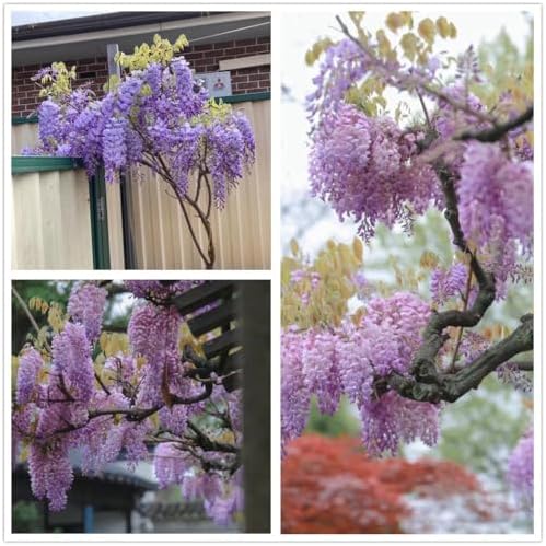 Chinese Wisteria Tree Seeds, Bonsai Seeds, Pack of 30 Bonsai Tree Seeds - Image 2