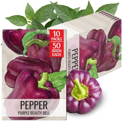 Seed Needs Purple Bell Pepper Seeds to Plant Vegetables - 10 Packs by SeedNeeds