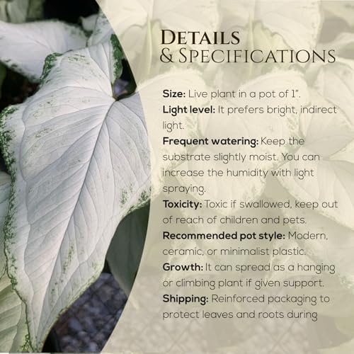 Syngonium Holly M (4 Pack) Live Starter Plants, Variegated Arrowhead Vine Houseplants, Easy Care Indoor Tropical Plants Live, Decorative Foliage Plants - Image 3