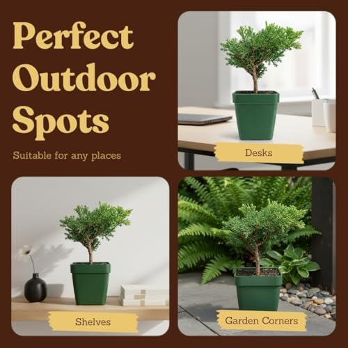 Green Mound Juniper Live, Juniperus Procumbens Nana, 2-Inch Pot, 2-Pack - Image 6