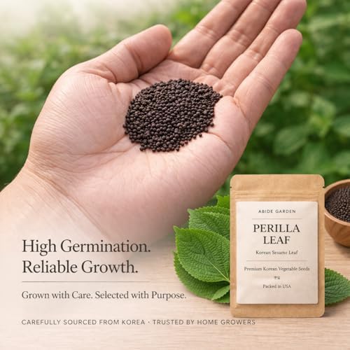 Authentic Korean Perilla Seeds (Kkaennip/Shiso/Sesame Leaf) - Image 2