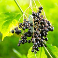 2 Black Elderberry Plants Live, Home Garden Berry Shrub, 6-12 Inch Tall by UIOTER