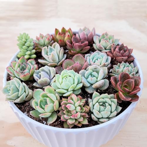 Sprout N Green 1 Assorted Succulents with Root Without Plant Pot - Image 3