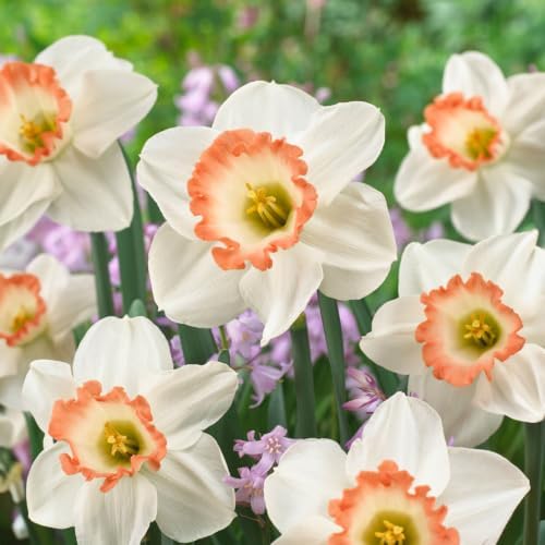 Garden State Bulb Narcissus Large Cupped Pink Charm Daffodil Flower Bulbs, 16/18cm (Bag of 50) by GardenStateBulbCo