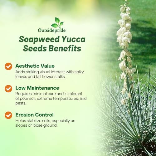 Outsidepride Soapweed Glauca Yucca Seeds for Planting - 50 Pcs Drought Tolerant Flower Seeds with Evergreen Foliage & Pollinator-Friendly Flowers, for Xeriscaping, Dry or Sandy Landscapes - Image 3