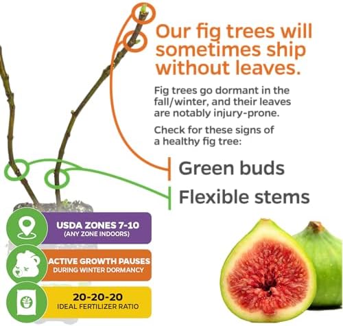 Kadota Fig Tree Live Plant - Ficus carica by Wellspring Gardens - Starter Plant (2-Pack) - Image 5