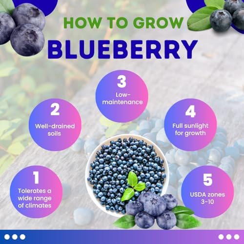 Northern Highbush Blueberry Live Plant, Edible Blueberries Plant, 4" Pot - Image 5