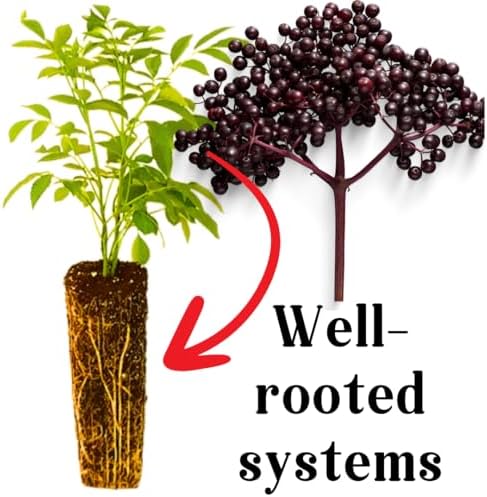 American Elderberry Live Plant, Edible Berry Bush Plant, 6-12 Inches Tall - Image 5