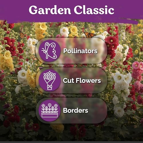 150 Chaters Hollyhock Heirloom Flower Seeds for Planting, Alcea Rosea - Image 6