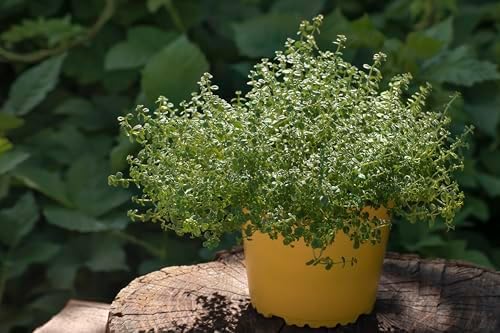 TKE Farms & Gardens - Thyme Seeds for Planting – Non-GMO, High Germination, Drought-Tolerant, 3500+ Seeds – Ideal for Indoor, Outdoor, Hydroponics, Containers, Herb Spirals, and Rock Gardens - Image 5