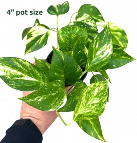 Golden Pothos Live Plant - 4 Inch Pot Classic Indoor Vine - Image 2