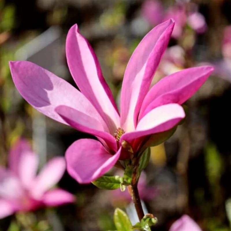 Jane Magnolia Tree Live Plant, 6-12" Tall, 2.5" Pot, Fragrant Pink Flowers - Image 6