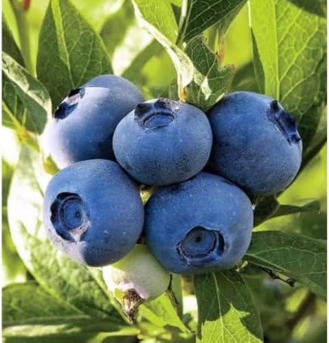 Brightwell Rabbiteye Blueberry Bush – Hardy Fruit Plant with Sweet Berries – Live Rabbiteye Blueberry Shrub for Home Gardens & Orchards(1 Gallon/Potted/Single Plant) - Image 3