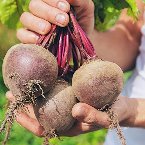 The Old Farmer's Almanac Heirloom Beet Seeds (Detroit Dark Red) - Approx 360 Seeds - Non-GMO, Open Pollinated, USA Origin - Image 4