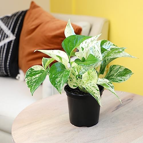 Marble Queen Pothos Plant in 4 Inch Planter Pot for Plants, Low Light Plants Live Houseplants, Pothos Live Plant Decor, Live Plants Indoor Plants Live Houseplants Live Indoor Plants by Plants for Pets - Image 4