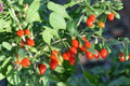 2 Live Plant Goji Berry Lycium Barbarum Rooted Cutting Healthy Super Fruit Tree #PRG1 by Pilestone
