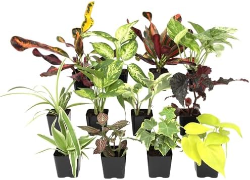 Easy to Grow Houseplants (12 Pack) Live House Plants in Plant Containers, Growers Choice Plant Set in Planters with Potting Soil Mix, Home Décor Planting Kit or Outdoor Garden Gifts by Plants for Pets by PlantsforPets