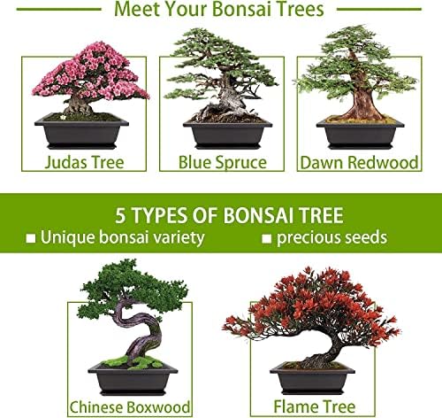 Meekear Growing into Blue Spruce, Dawn Redwood, Flame Tree, Judas Tree, Indoor Outdoor Home Gardening DIY Gifts - Image 2