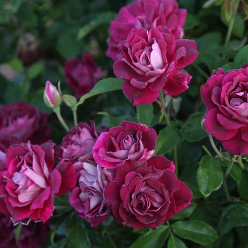 Heirloom Shrub Roses, Live Own Root Plant, Burgundy Iceberg™ - Image 2