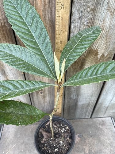 1 Grafted Perennial Golden Loquat Fruit Live Seedling Tree,Japanese Plump Live Tree App. 25" - Image 2