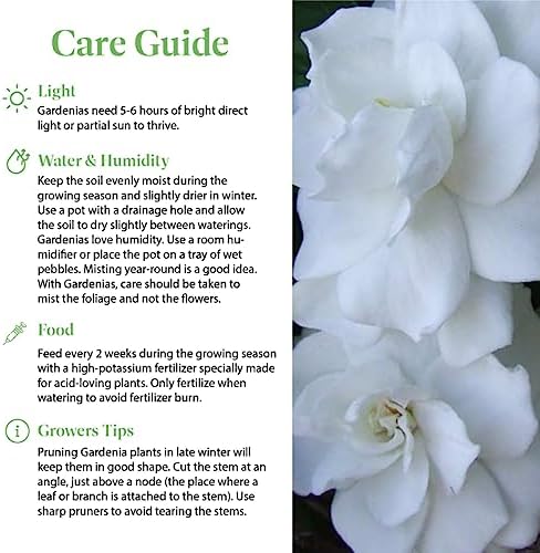 American Plant Exchange Gardenia Bush ‘Mini Veitchii’ – Live 6-Inch Indoor Flowering Plant, Fragrant Houseplant for Home or Office, for Mother's Day & Year-Round Décor - Image 5