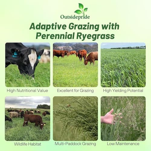 Outsidepride Perennial Ryegrass Seeds - 5 lb. Hardy & Fast-Growing, Cover Crop Seeds for Planting Glossy Dark Green Grass Leaves, Ideal for Hay Foraging, Pasture Grazing & Erosion Control - Image 4