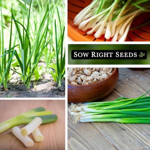Sow Right Seeds - Tokyo Long White Bunching Onion Seed for Planting 3pk - Image 4