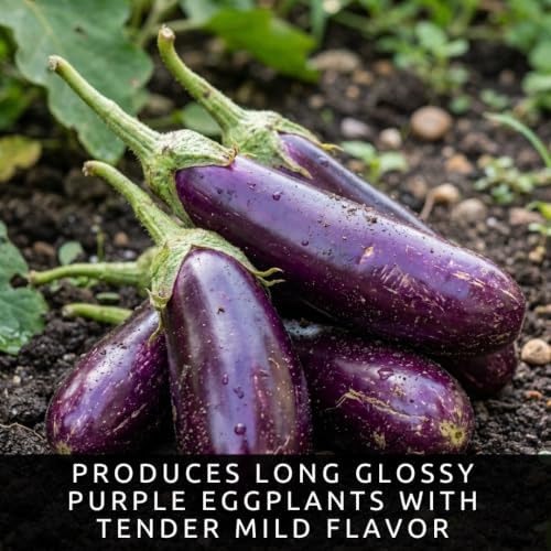 Long Purple Eggplant Seeds | Tender Slender Fruits for Gardens | 100 Seeds - Image 2