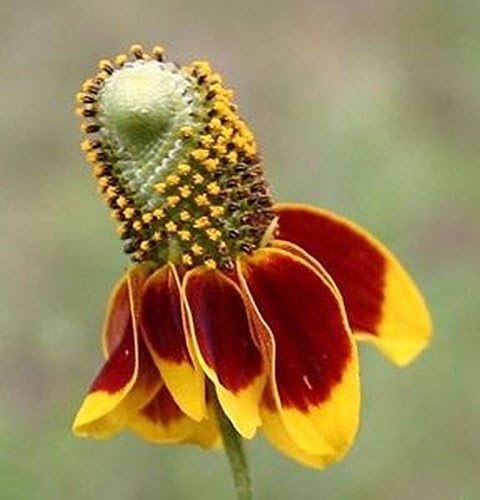 'Mexican Hat' - Bloom by the thousands! - Drought tolerant! Nature’s sombreros! (100 - Seeds) - Image 6