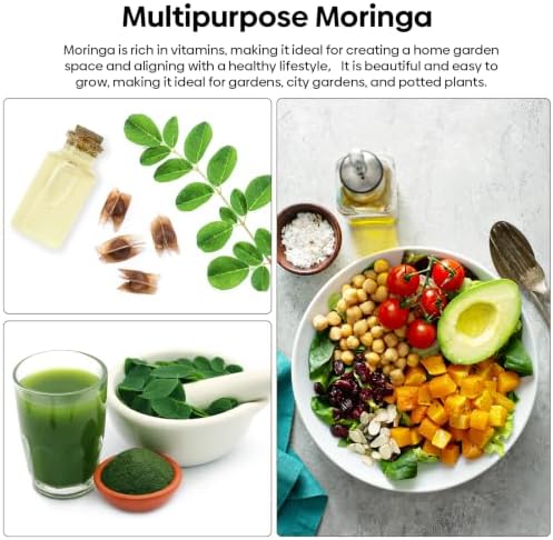 Groundio Moringa Seeds 2Oz, Non-GMO PKM1+ Moringa Oleifera for Planting - Image 6