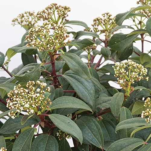 Garden Debut Moonlit Lace Viburnum, Live Flowering Shrub, 3 Gallon - Image 2