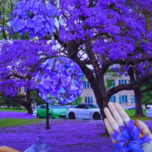 Blue Jacaranda Tree Live Plant, Flowering Tree, 5-7 Inch Tall - Image 4