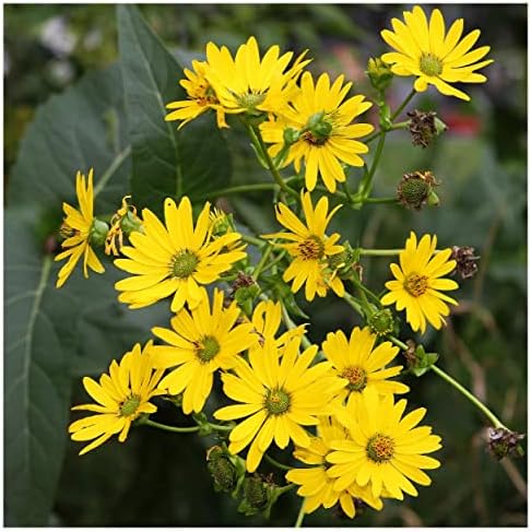 75 Cup Plant Native Wildflower Seeds - Gold Vault Jumbo Seed Packet - Image 6