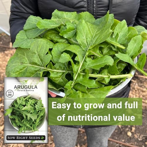 Sow Right Seeds - Arugula Seed for Planting Outdoors or Indoors Garden 3pk - Image 5
