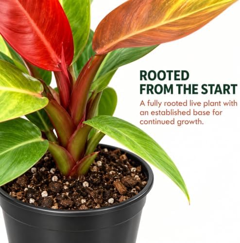 Philodendron Red Sun Live Plant 2" - Fully Rooted Indoor Houseplant Gift - Image 4