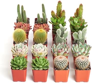 Shop Succulents Premium Live Mini Cactus and Succulent Plants in 2" Pots, Easy Care Indoor or Outdoor Gardening, Terrariums, Favors, & Contemporary Spaces with Hardy, Resilient Varieties, Pack of 256 - Image 2