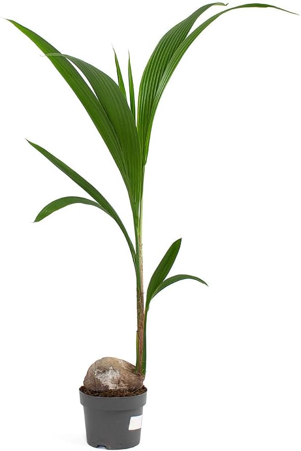 Live Green Dwarf Malayan Coconut Plant Seedling 1 to 3 Feet Tall, Cocos nucifera Plants for Planting, Sprouted Coconut Palm, Ready to Grow Produces Edible Fruits - Image 4