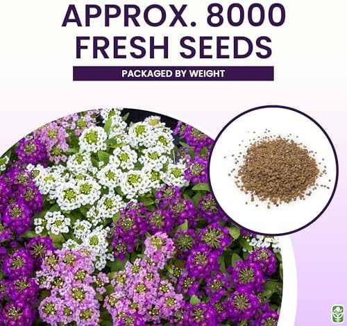 8000 Sweet Alyssum Seeds - Carpet of Snow - Great Ground Cover - Image 3