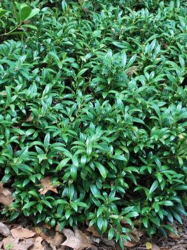 Sarcococca humilis ‘Fragrant Valley’ (Sweet Box) Live Shrub, Size-#1 Container, White Late Winter to Spring Flowers with Evergreen Foliage, Zones 5-8 by PerennialFarmMarketplace