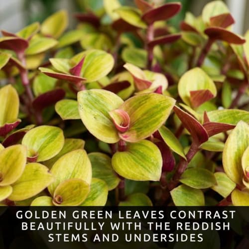4 Mayan Gold Tradescantia Live Cuttings, Golden Trailing Houseplant Vine - Image 6