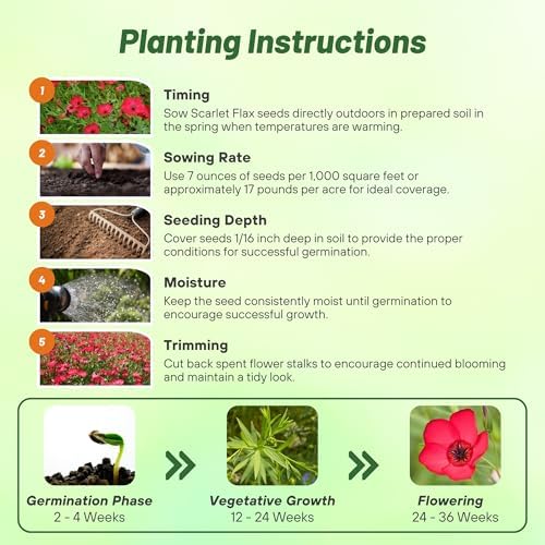 Outsidepride Scarlet Flax Seeds - 5000 Pcs Annual Flower Seeds for Planting, Self-Seeding, Drought-Tolerant w/Compact Growth, for Small Gardens, Meadows, Borders, or Mass Plantings - Image 4
