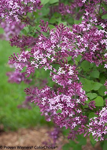 Proven Winners - Syringa x Bloomerang Dark Purple (Reblooming Lilac) Shrub, dark purple flowers, #2 - Size Container - Image 2