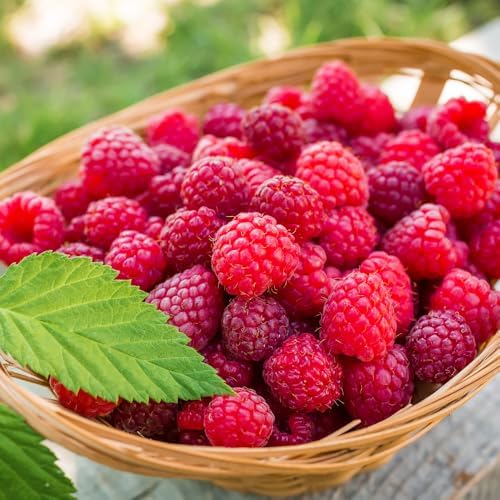 2 Red Raspberry Plants Live, Sweet Edible Berry Bush, 5-8 Inch Tall - Image 4