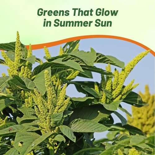 Outsidepride Green Thumb Amaranthus Seeds - 10000 Pcs Easy to Grow, Drought Tolerant Annual Amaranth Seeds for Planting with Colorful Spikes, for Cut Flower Arrangements, Flower Beds & Borders - Image 6