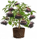 Black Elderberry Tree Live Plant, Berry Bush, 6-10 Inch Tall, Quart Pot by GardenNurserySince1996