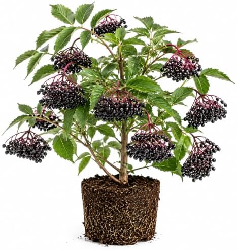 Black Elderberry Tree Live Plant, Berry Bush, 6-10 Inch Tall, Quart Pot by GardenNurserySince1996