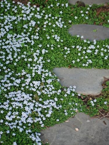 Perennial Farm Marketplace Isotoma fluviatilis (Blue Star Creeper) Groundcover, Size- 1 Quart, Bluish Flowers by PerennialFarmMarketplace