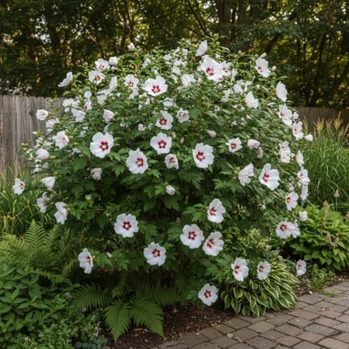 White Red Rose of Sharon Plant Live, Summer Bloom Shrub, 2-6 Inch Tall - Image 5